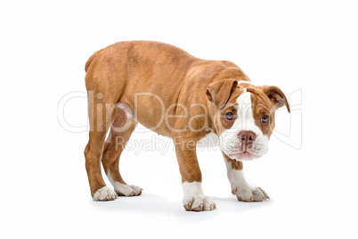 Staffordshire Terrier Jungtier