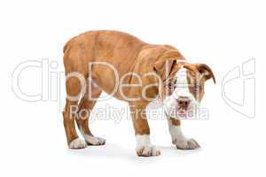 Staffordshire Terrier Jungtier