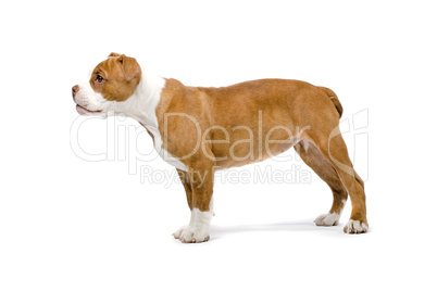 Staffordshire Terrier Jungtier