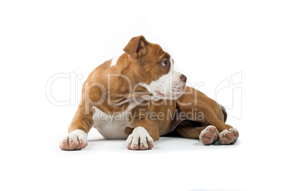 Staffordshire Terrier Jungtier