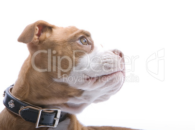 Staffordshire Terrier Jungtier