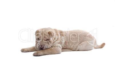 Shar-Pei Jungtier