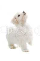 weißer Hund