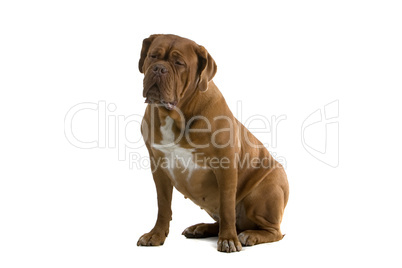 Dogue de Bordeaux