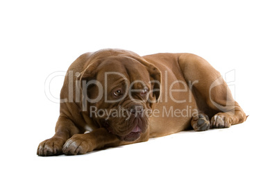 Dogue de Bordeaux