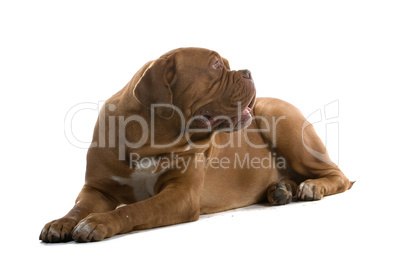 Dogue de Bordeaux