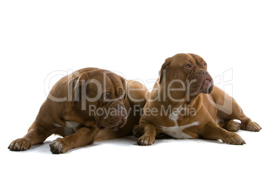 Dogue de Bordeaux