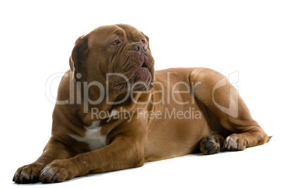 Dogue de Bordeaux