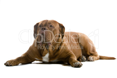 Dogue de Bordeaux