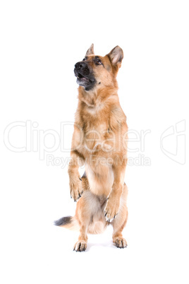 german shepherd dog