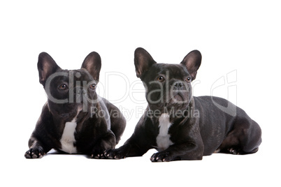 two french bulldogs