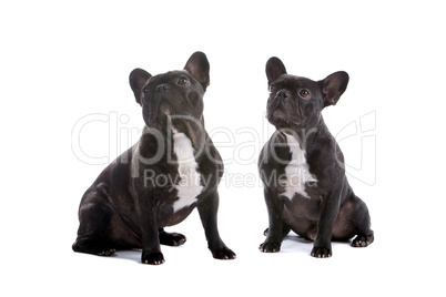 two french bulldogs