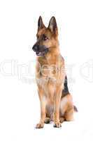 german shepherd dog