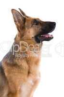 german shepherd dog