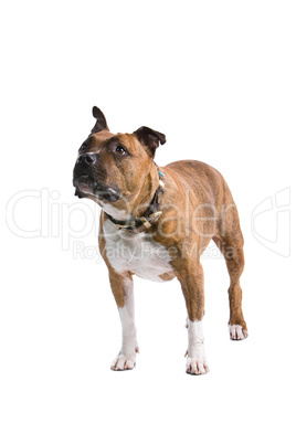 Staffordshire Bullterrier