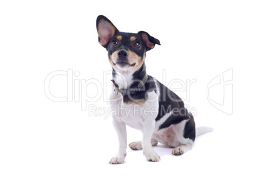 kleiner Terrier