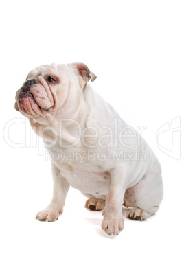 Englische Bulldogge