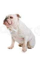 Englische Bulldogge