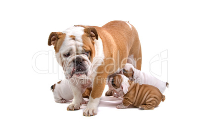 Englische Bulldoggen