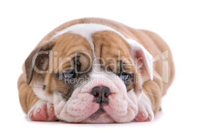 English Bulldog Jungtier