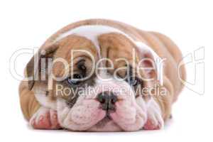 English Bulldog Jungtier