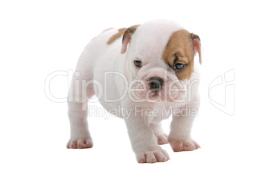 English Bulldog Jungtier