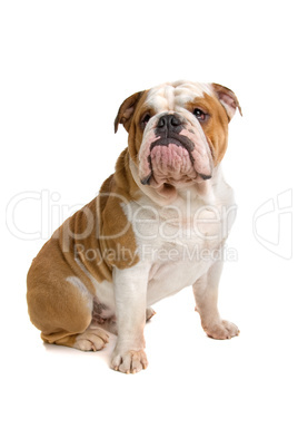 Englische Bulldogge