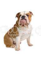 Englische Bulldogge