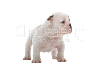 English Bulldog Jungtier