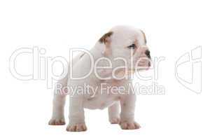 English Bulldog Jungtier