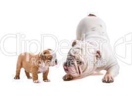 Englische Bulldoggen