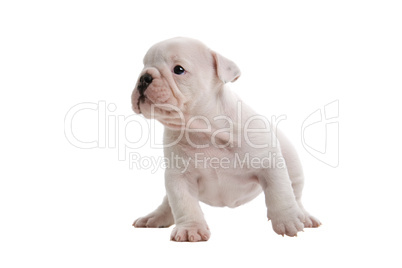 English Bulldog Jungtier