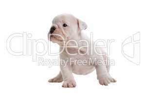 English Bulldog Jungtier