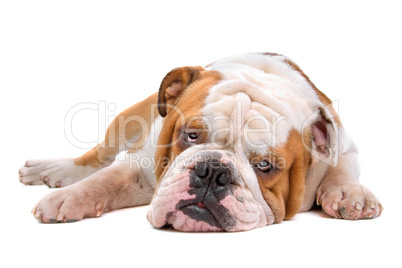 Englische Bulldogge