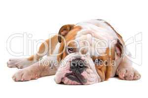 Englische Bulldogge