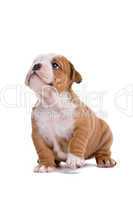 English Bulldog Jungtier