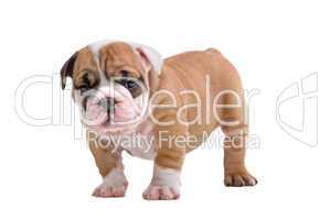 English Bulldog Jungtier