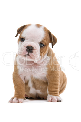 English Bulldog Jungtier