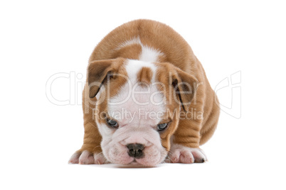 English Bulldog Jungtier