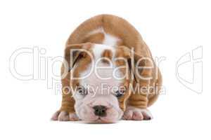 English Bulldog Jungtier