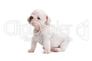 English Bulldog Jungtier