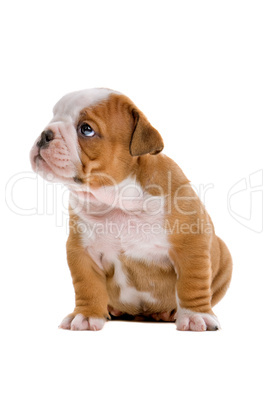 English Bulldog Jungtier