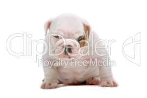 English Bulldog Jungtier