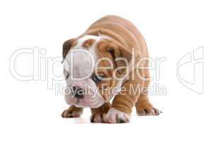 English Bulldog Jungtier