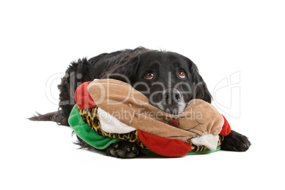 schwarzer Hund mit Spielzeug