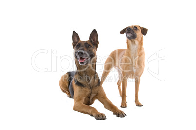 Schäferhund und anderer Hund
