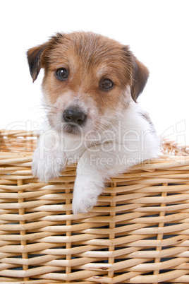 Baby Terrier im Korb