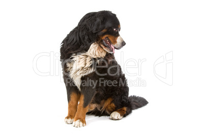 Berner Sennenhund