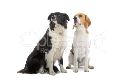 Beagle und Border Collie