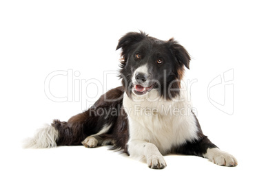 Border Collie